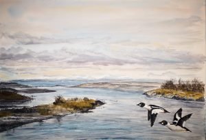River Spey estuary and goldeneye duck